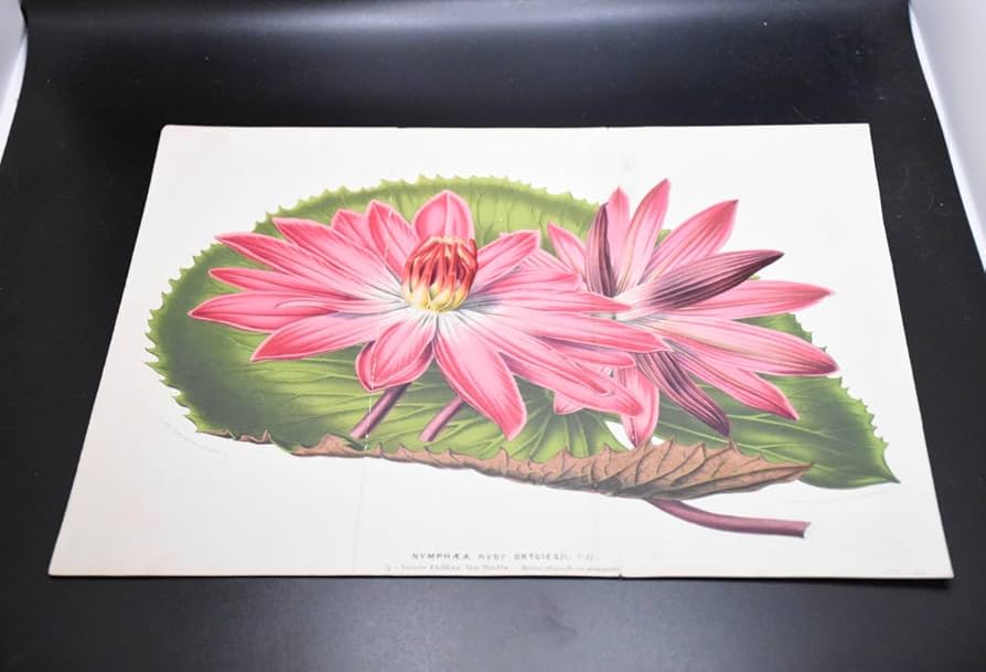 ボタニカルアート　絵画　YAN ROSE 蝶 フラワー ボタニカルアート 絵画 YAN ROSE 蝶 フラワー ボタニカルアート